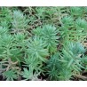 Sedum reflexum Rozchodnik ościsty