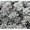 Sedum spathulifolium Cape Bianco Rozchodnik łopatkowaty