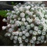 Sedum spathulifolium Cape Bianco Rozchodnik łopatkowaty