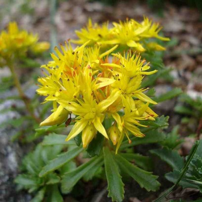 Sedum floriferum Weihenstephaner Gold Rozchodnik kwiecisty