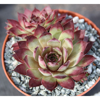 Sempervivum Teck Rojnik