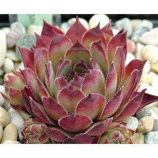 Sempervivum Teck Rojnik