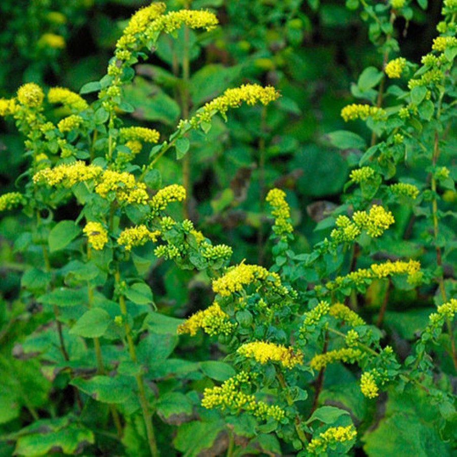 Solidago sphacelata Golden Fleece Nawłoć