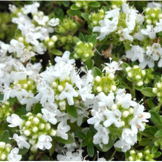 Thymus serpyllum Album Macierzanka piaskowa