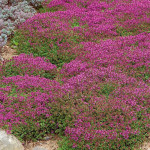 Thymus serpyllum Coccineum Macierzanka piaskowa