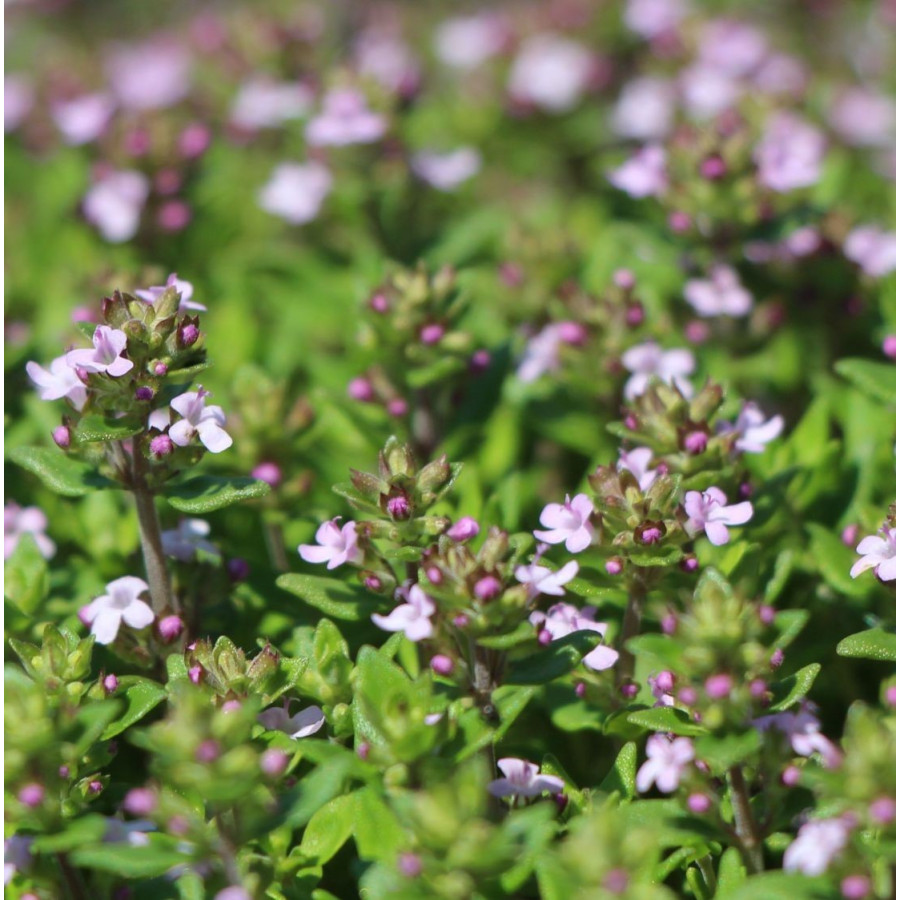 Thymus vulgaris Compactum Tymianek właściwy