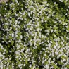 Thymus Albiflorus Macierzanka piaskowa