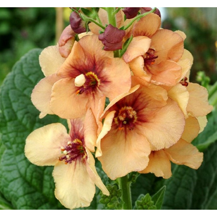 Verbascum Honey Dijon Dziewanna