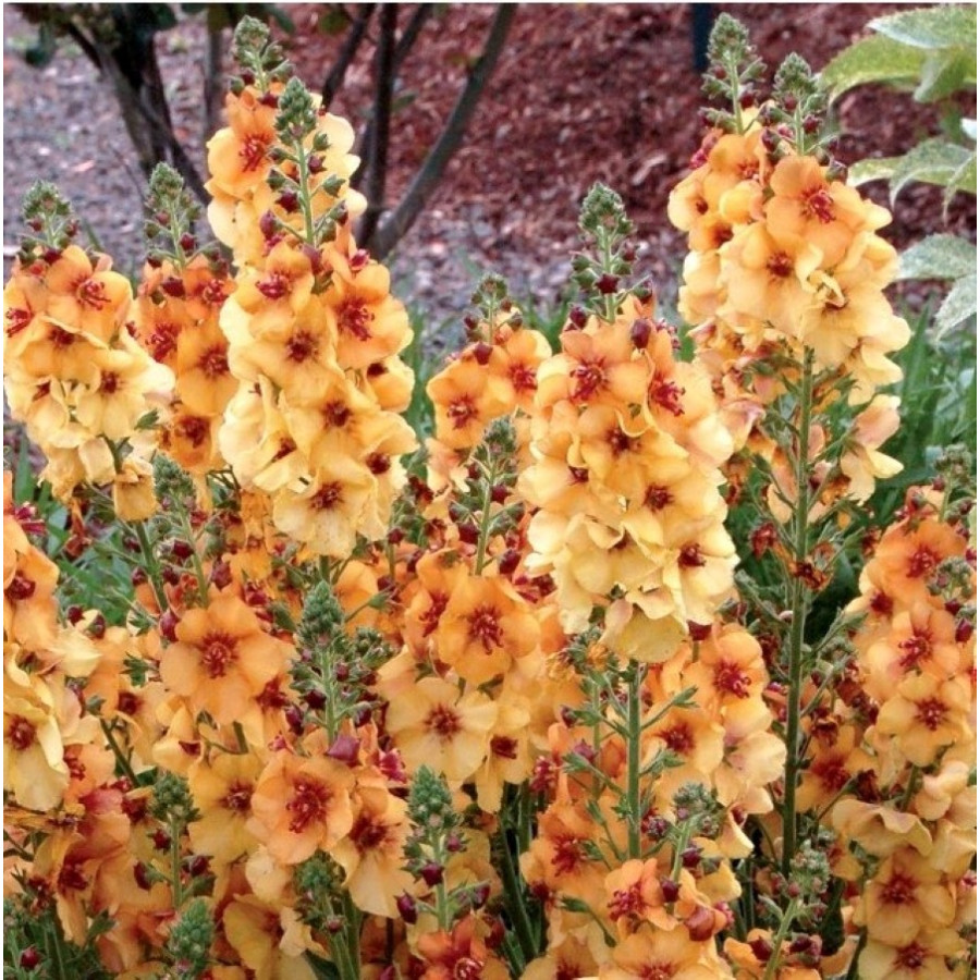 Verbascum Honey Dijon Dziewanna