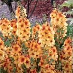 Verbascum Honey Dijon Dziewanna