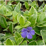Vinca major Barwinek