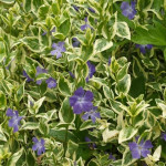 Vinca major Barwinek