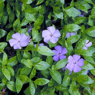 Vinca minor Barwinek pospolity
