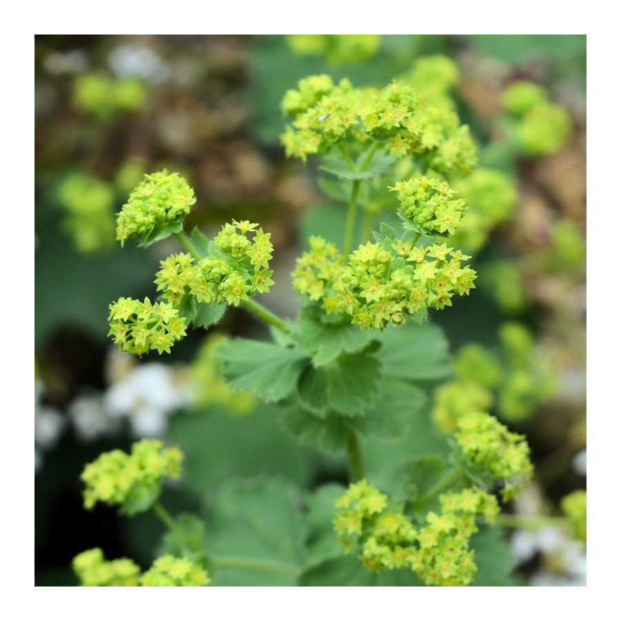 Alchemilla mollis Przywrotnik ostroklapowy