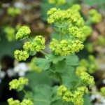 Alchemilla mollis Przywrotnik ostroklapowy