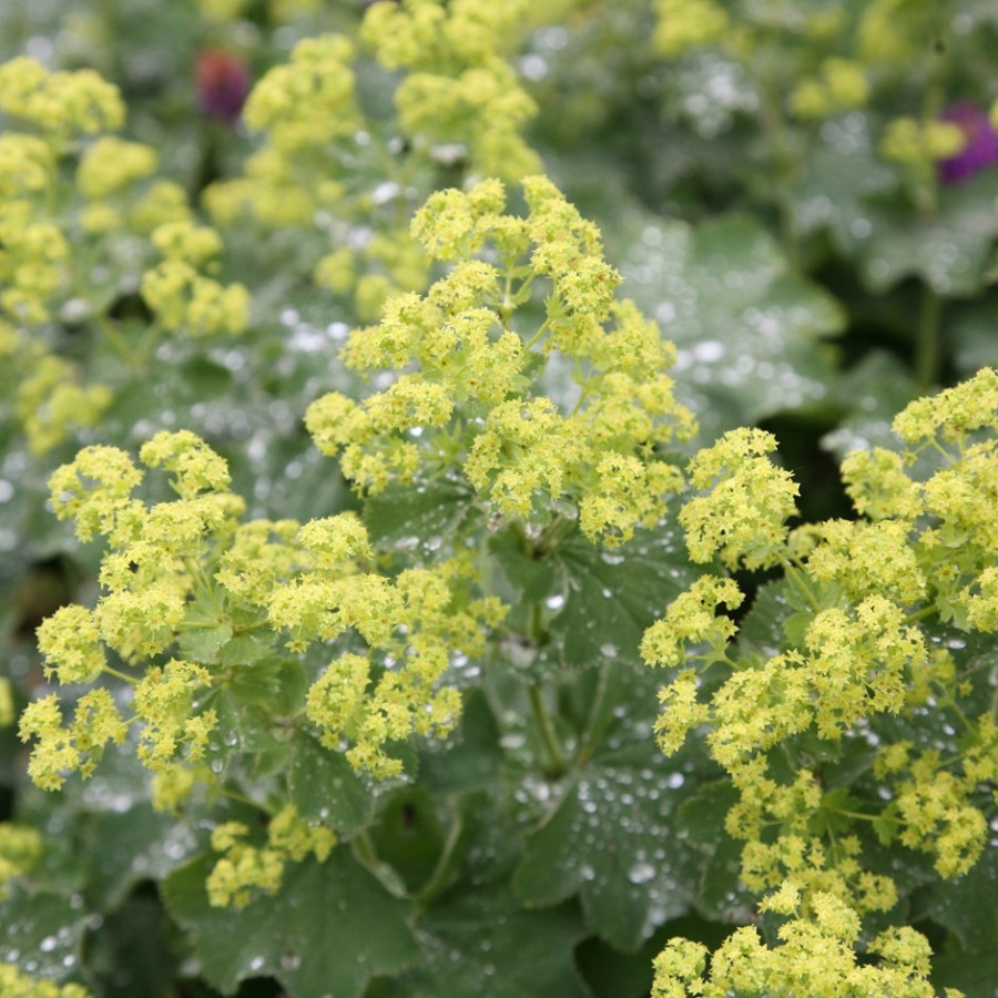 Alchemilla mollis Przywrotnik ostroklapowy