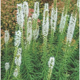 Liatris spicata Floristan White Liatra kłosowa