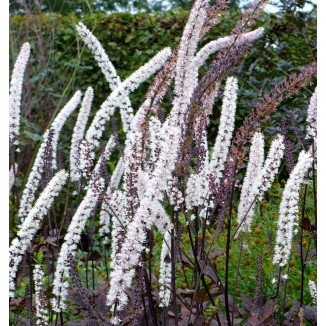 Cimicifuga Carbonella Pluskwica