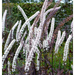 Cimicifuga Carbonella Pluskwica