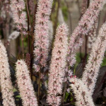 Cimicifuga Carbonella Pluskwica