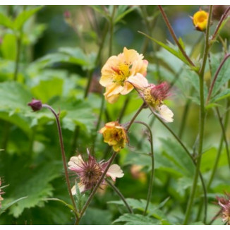 Geum Cocktail Tequila Sunrise Kuklik