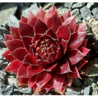 Sempervivum hybryda Granat Rojnik