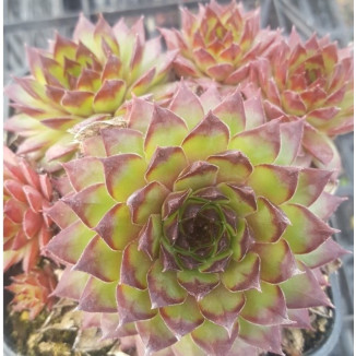 Sempervivum hybryda Mahagonii Rojnik