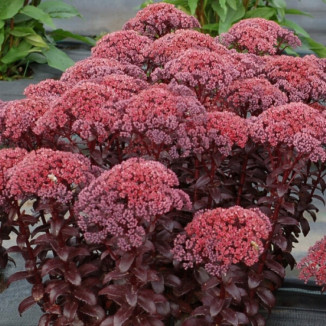 Sedum Dark Magic Rozchodnik