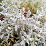 Cerastium tomentosum Rogownica kuterowata
