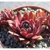 Sempervivum hybryda Pilatus Rojnik
