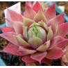 Sempervivum hybryda Pilatus Rojnik
