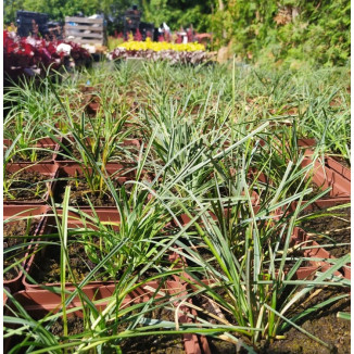 Carex panicea Pamira Turzyca