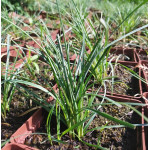 Carex panicea Pamira Turzyca