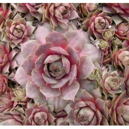 Sempervivum hybryda Topaz