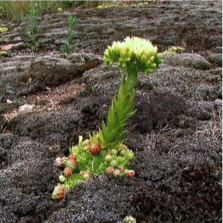 Sempervivum soboliverum Rojnik pospolity