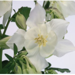 Aquilegia caerulea Spring Magic White Orlik niebieski Spring Magic White