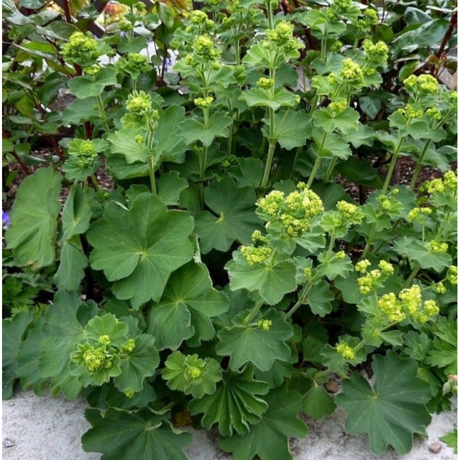 Alchemilla mollis Przywrotnik ostroklapowy