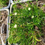 Sagina subulata Aurea Karmnik ościsty