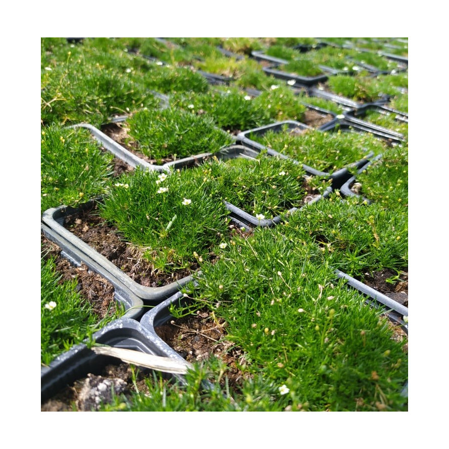 Sagina subulata Aurea Karmnik ościsty