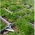 Sagina subulata Aurea Karmnik ościsty