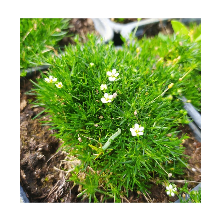 Sagina subulata Aurea Karmnik ościsty