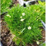 Sagina subulata Aurea Karmnik ościsty