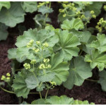 Alchemilla mollis Przywrotnik ostroklapowy