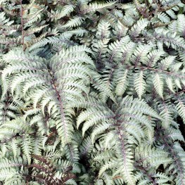 Athyrium niponnicum Red Beauty Wietlica japońska