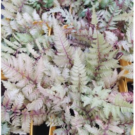 Athyrium niponnicum Burgundy Lace Wietlica japońska