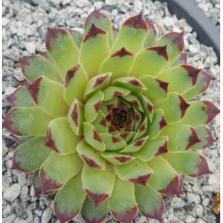 Sempervivum calcareum Braune Spitze