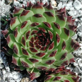 Sempervivum calcareum Braune Spitze