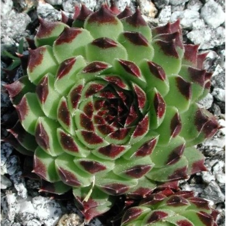Sempervivum calcareum Braune Spitze