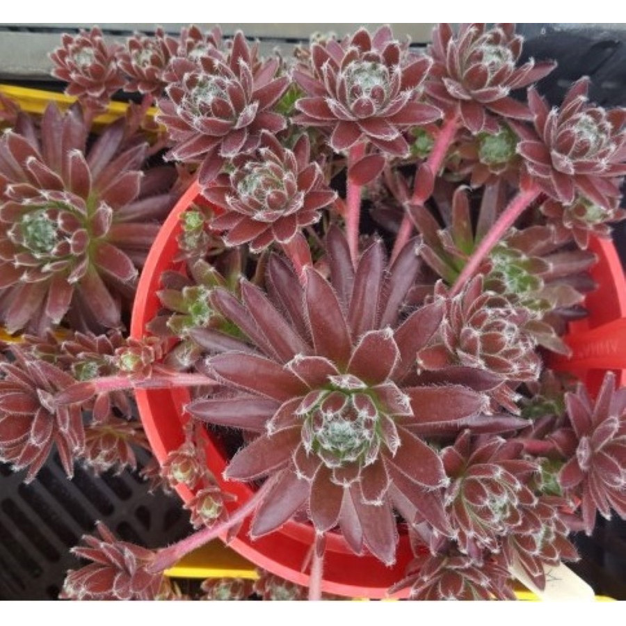 Sempervivum Averil