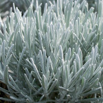 Helichrysum KORMA Kocanka